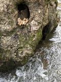 Lentinus tigrinus image