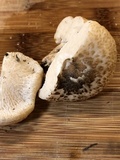 Lentinus tigrinus image