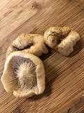 Lentinus tigrinus image