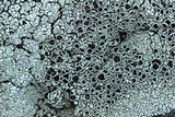 Lecanora argopholis image