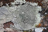 Lecanora argopholis image