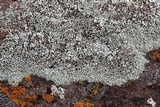 Lecanora argopholis image