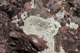 Lecanora argopholis image