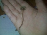 Panaeolus cinctulus image