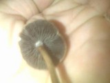 Panaeolus cinctulus image