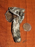 Helvella maculata image