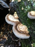 Trametes lactinea image