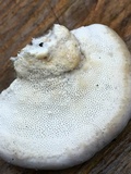Trametes lactinea image