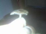 Panaeolus cinctulus image