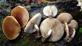 Agrocybe firma image