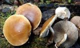 Agrocybe firma image