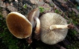 Agrocybe firma image