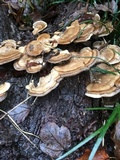 Trametes lactinea image
