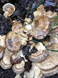 Trametes lactinea image