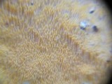 Ceriporia spissa image