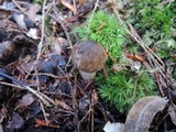 Hygrophorus camarophyllus image