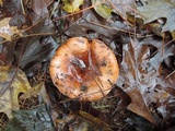 Tricholoma pudorinum image