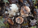 Tricholoma pudorinum image
