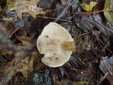 Tricholoma pudorinum image