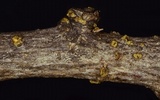 Thyronectria virens image