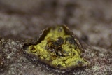 Thyronectria virens image