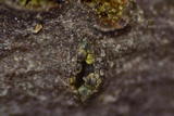 Thyronectria virens image