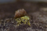 Thyronectria virens image