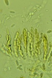 Thyronectria virens image
