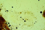 Thyronectria virens image
