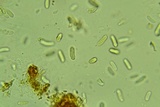 Thyronectria virens image