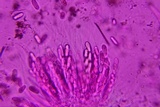 Thyronectria virens image