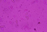 Thyronectria virens image