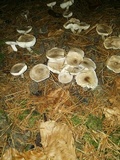 Tricholoma scalpturatum image