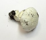Amanita silvicola image