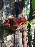 Inonotus hispidus image