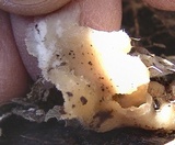Merulius tremellosus image