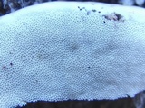Trametes lactinea image