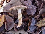 Echinoderma asperum image