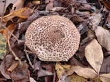 Echinoderma asperum image