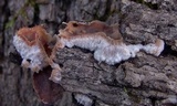 Merulius tremellosus image