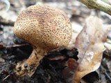 Scleroderma nitidum image