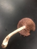Cortinarius iodes image