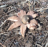 Geastrum rufescens image