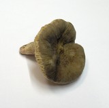 Arcangeliella desjardinii image