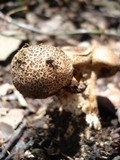 Scleroderma nitidum image