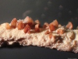 Cordyceps tuberculata image