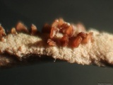 Cordyceps tuberculata image