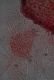 Cordyceps tuberculata image
