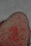 Cordyceps tuberculata image