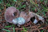 Lactarius paradoxus image